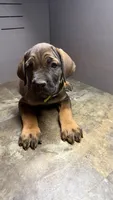 Neon green, a female Cane Corso for sale in Duncannon, PA – 3 of 4