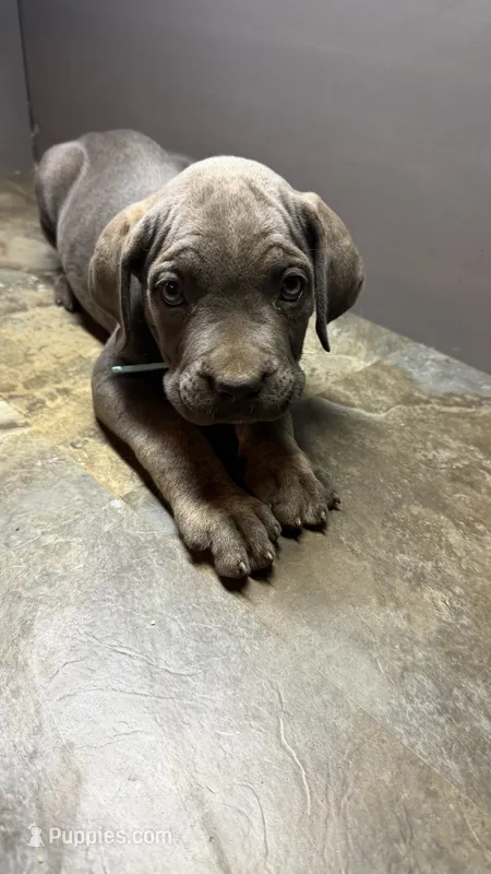 Light blue – Cane Corso puppy for sale in Duncannon, PA