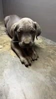 Light blue, a male Cane Corso for sale in Duncannon, PA – 1 of 3