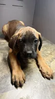 Olive collar, a male Cane Corso for sale in Duncannon, PA – 2 of 2