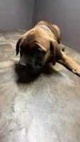 Yellow, a female Cane Corso for sale in Duncannon, PA – 2 of 5