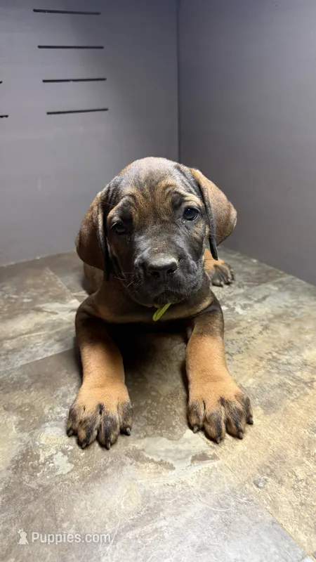 Neon green – Cane Corso puppy for sale in Duncannon, PA