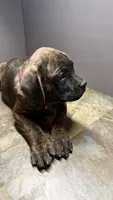 Pink, a female Cane Corso for sale in Duncannon, PA – 4 of 7