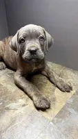 Navy, a female Cane Corso for sale in Duncannon, PA – 3 of 4