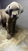 Purple, a female Cane Corso for sale in Duncannon, PA – 3 of 3