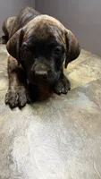 Pink, a female Cane Corso for sale in Duncannon, PA – 3 of 7