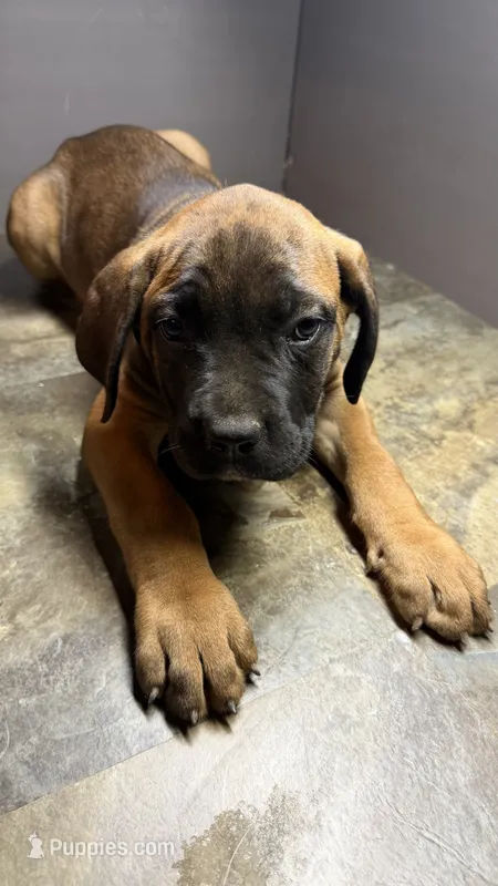 Olive collar – Cane Corso puppy for sale in Duncannon, PA