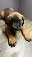 Olive collar, a male Cane Corso for sale in Duncannon, PA – 1 of 2