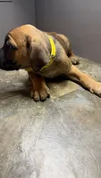 Yellow, a female Cane Corso for sale in Duncannon, PA – 5 of 5