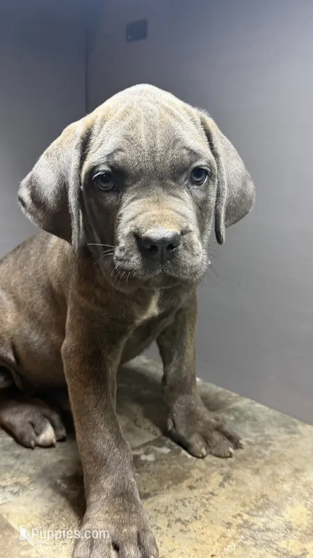 Purple – Cane Corso puppy for sale in Duncannon, PA