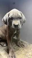Purple, a female Cane Corso for sale in Duncannon, PA – 1 of 3