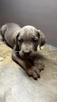 Light blue, a male Cane Corso for sale in Duncannon, PA – 2 of 3