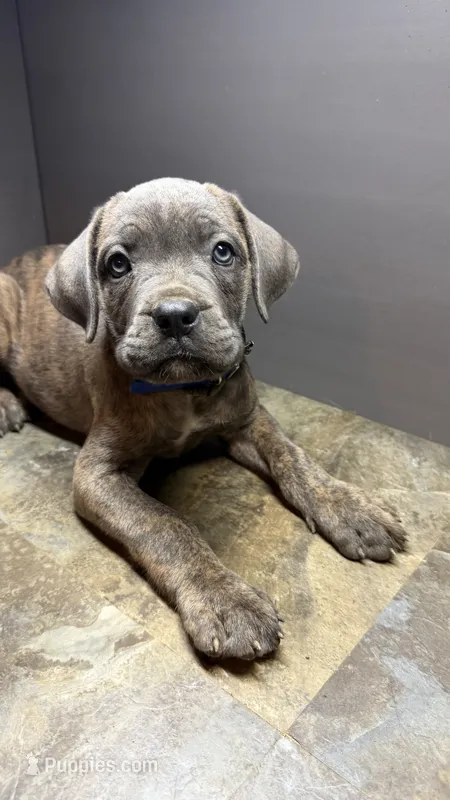 Navy – Cane Corso puppy for sale in Duncannon, PA