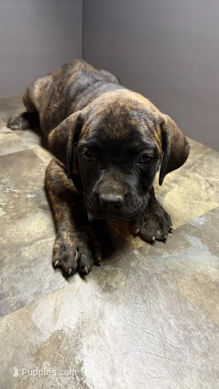 Pink – Cane Corso puppy for sale in Duncannon, PA