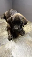 Pink, a female Cane Corso for sale in Duncannon, PA – 1 of 7