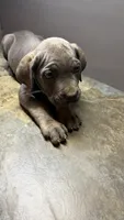 Light blue, a male Cane Corso for sale in Duncannon, PA – 3 of 3