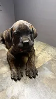 Pink, a female Cane Corso for sale in Duncannon, PA – 2 of 7