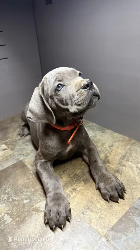 Orange – Cane Corso puppy for sale in Duncannon, PA