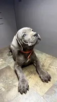 Orange, a female Cane Corso for sale in Duncannon, PA – 1 of 5