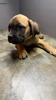 Yellow, a female Cane Corso for sale in Duncannon, PA – 3 of 5