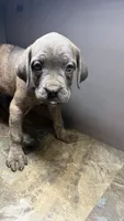 Navy, a female Cane Corso for sale in Duncannon, PA – 2 of 4