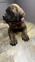 Pink, a female Cane Corso for sale in Duncannon, PA – 7 of 7