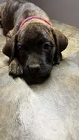 Pink, a female Cane Corso for sale in Duncannon, PA – 6 of 7
