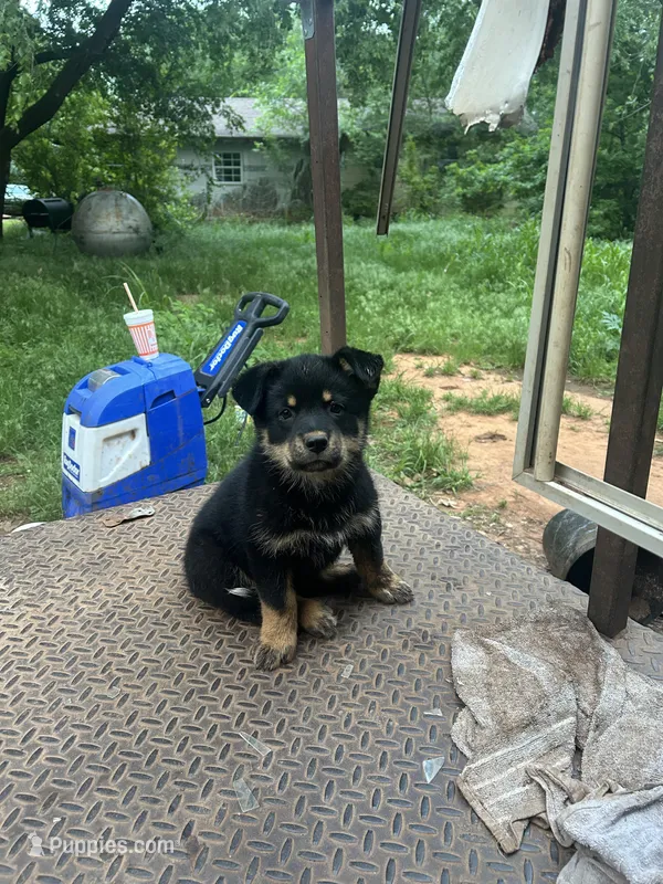 Rottweiler/blue healer/german shepard/ husky mutt – Australian Cattle Dog, Rottweiler puppy for sale in Chickasha, OK