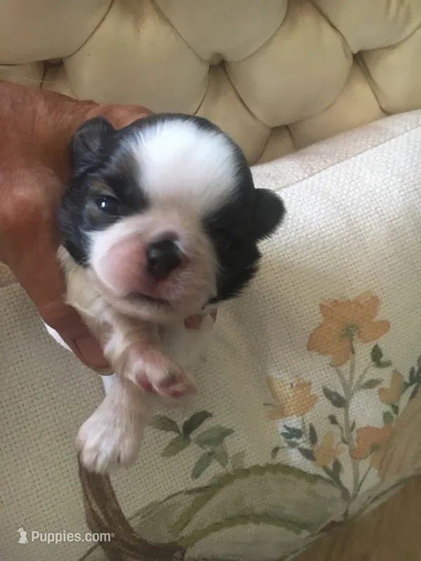 AKC Ch sired Gypsys girl 1 – Shih Tzu puppy for sale in Warner Springs, CA