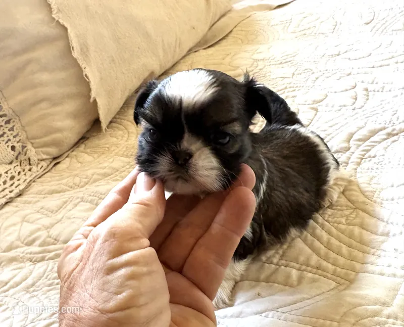 AKC Ch sire Fem1 – Shih Tzu puppy for sale in Warner Springs, CA