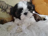 AKC CH sire female 1, a female Shih Tzu for sale in Warner Springs, CA – 3 of 3