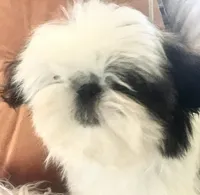AKC Ch sire Elsas male #2, a male Shih Tzu for sale in Warner Springs, CA – 2 of 2