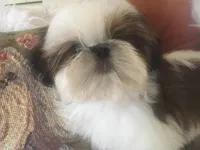 AKC Ch sire Elsas male #1, a male Shih Tzu for sale in Warner Springs, CA – 3 of 3