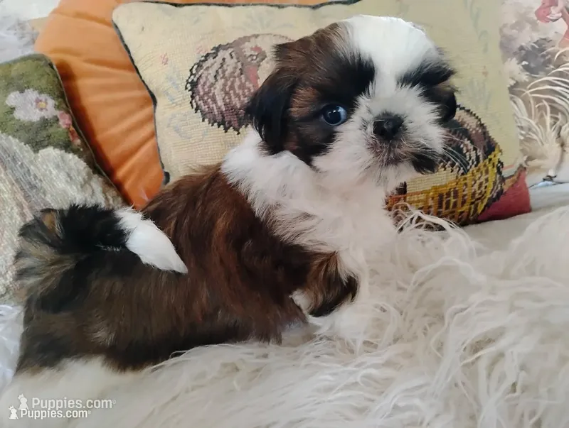 AKC Ch sired female2 – Shih Tzu puppy for sale in Warner Springs, CA