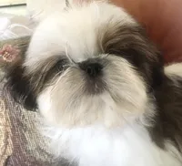 AKC Ch sire Elsas male #1, a male Shih Tzu for sale in Warner Springs, CA – 2 of 3