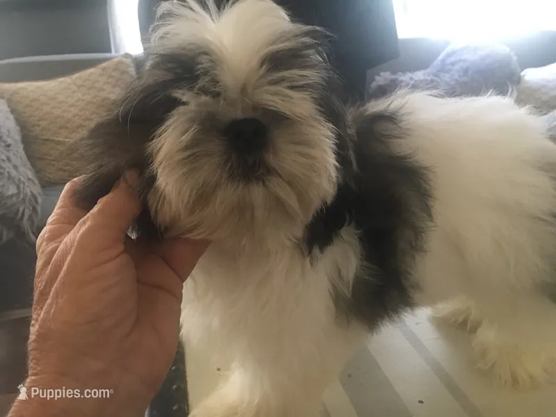 AKC Ch sire Elsas male #3 – Shih Tzu puppy for sale in Warner Springs, CA