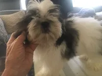 AKC Ch sire Elsas male #3, a male Shih Tzu for sale in Warner Springs, CA – 1 of 1