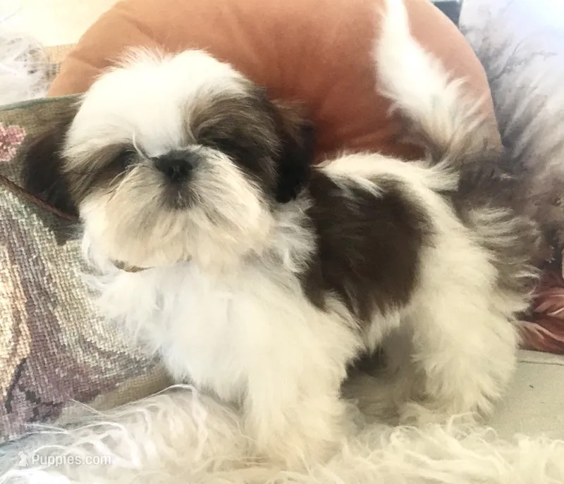 AKC Ch sire Elsas male #1 – Shih Tzu puppy for sale in Warner Springs, CA