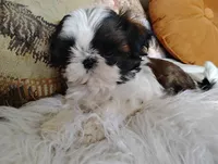 AKC CH sire female 1, a female Shih Tzu for sale in Warner Springs, CA – 2 of 3
