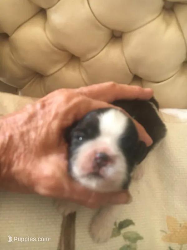 AKC Ch sired Gypsys girl 2 – Shih Tzu puppy for sale in Warner Springs, CA