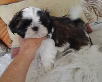 AKC CH sire female 1, a female Shih Tzu for sale in Warner Springs, CA – 1 of 3