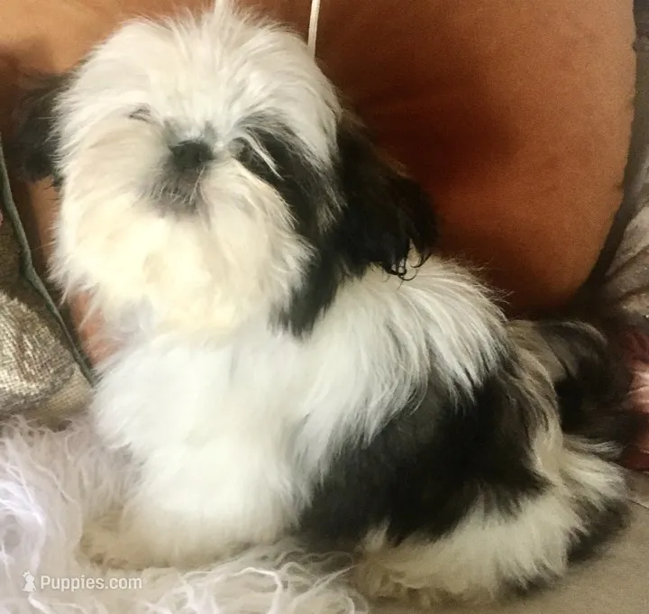 AKC Ch sire Elsas male #2 – Shih Tzu puppy for sale in Warner Springs, CA