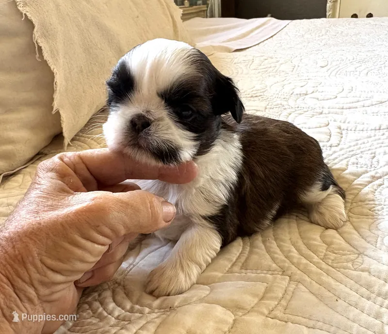 AKC Ch sired female2 – Shih Tzu puppy for sale in Warner Springs, CA