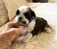 AKC Ch sired female2, a female Shih Tzu for sale in Warner Springs, CA – 1 of 1