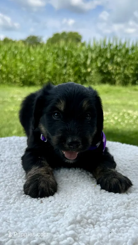 Lucy – Aussiedoodle puppy for sale in Yorkville, IL