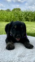Lucy, a female Aussiedoodle for sale in Yorkville, IL – 1 of 2