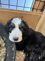 Lincoln, a male Aussiedoodle for sale in Yorkville, IL – 2 of 2