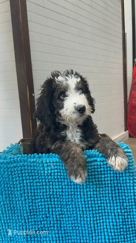 Lincoln – Aussiedoodle puppy for sale in Yorkville, IL