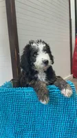 Lincoln, a male Aussiedoodle for sale in Yorkville, IL – 1 of 1