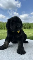 Carlos, a male Aussiedoodle for sale in Yorkville, IL – 2 of 2